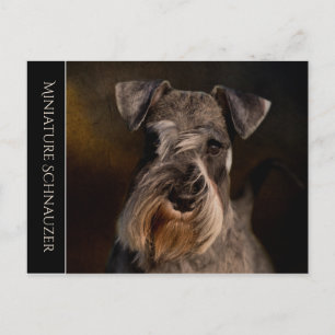 Postal Schnauzer en miniatura