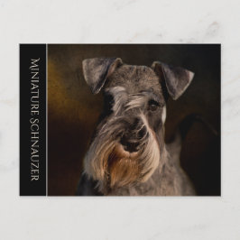 Postal Schnauzer en miniatura