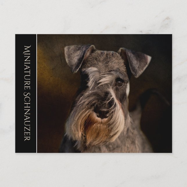 Postal Schnauzer en miniatura (Anverso)