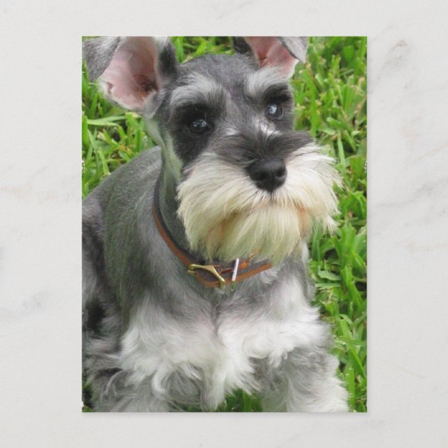 Postal Schnauzer en miniatura (Anverso)