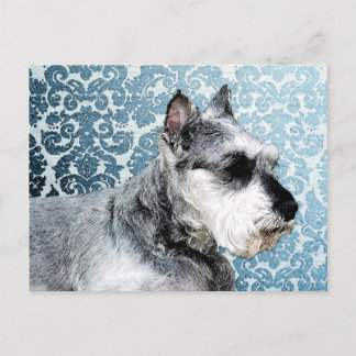 Postal Schnauzer en miniatura pintada