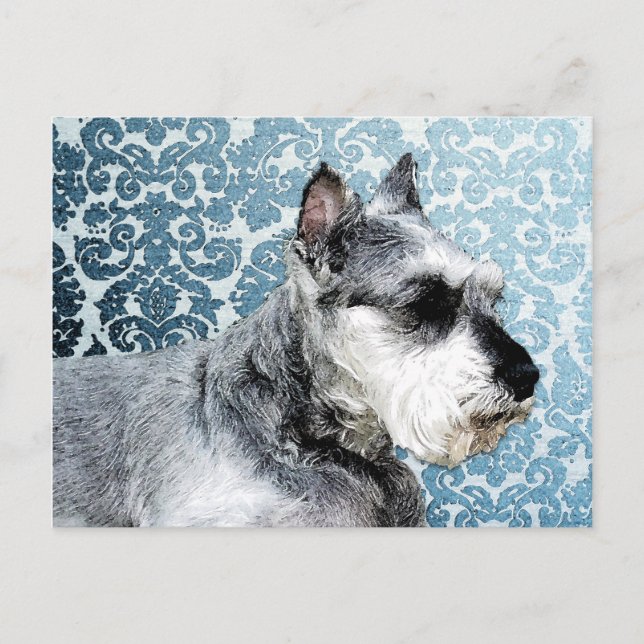 Postal Schnauzer en miniatura pintada (Anverso)