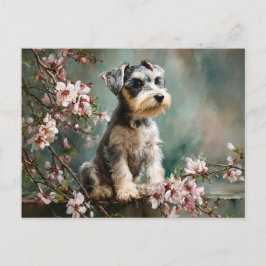 Postal Schnauzer Puppy Among Spring Cherry Blossoms