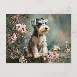 Postal Schnauzer Puppy Among Spring Cherry Blossoms