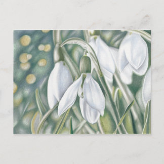 Postal Schneeglöckchen - Farbstiftzeichnung