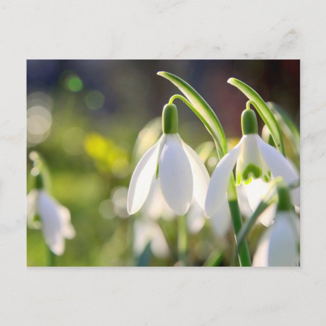 Postal Schneeglöckchen läuten den Frühling (Anverso)