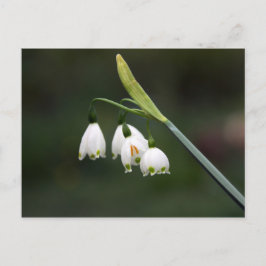 Postal Schneeglöckchen läutet den Frühling