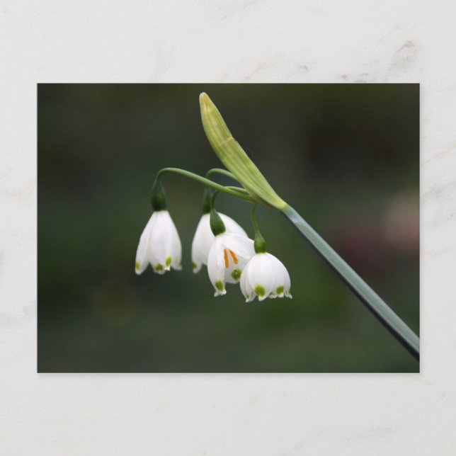 Postal Schneeglöckchen läutet den Frühling (Anverso)