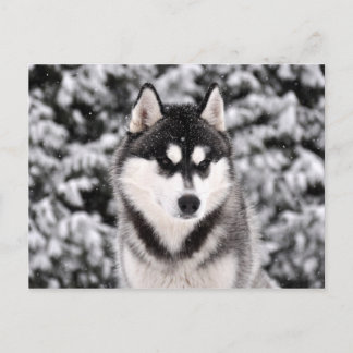 Postal schneezauber
