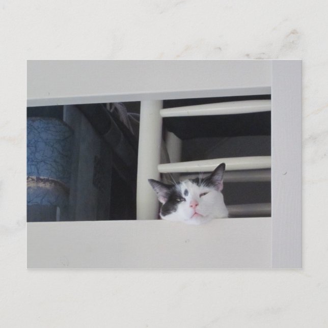 Postal Schöne Aussicht (Anverso)