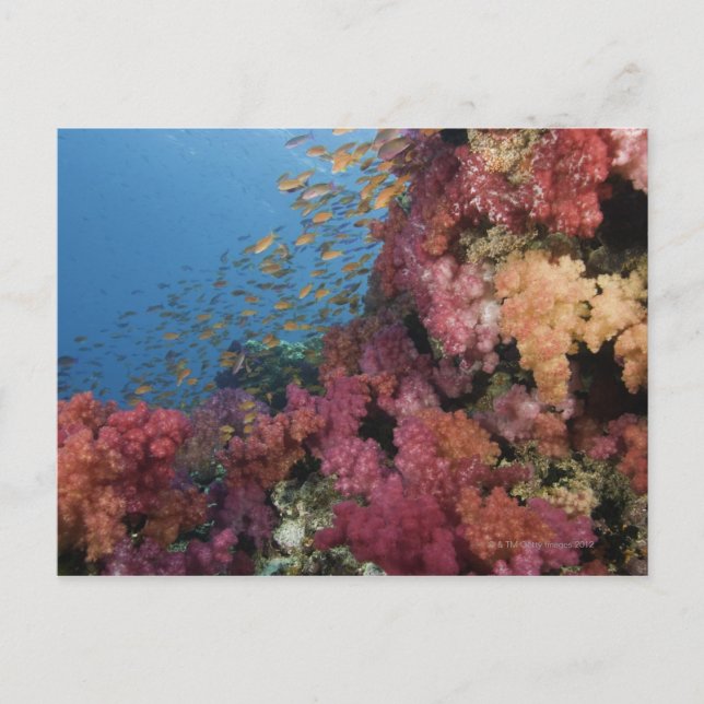 Postal Schooling Fairy Basslets 2 (Anverso)