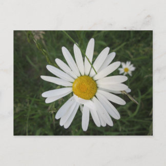 Postal Schüchterne Margarithe