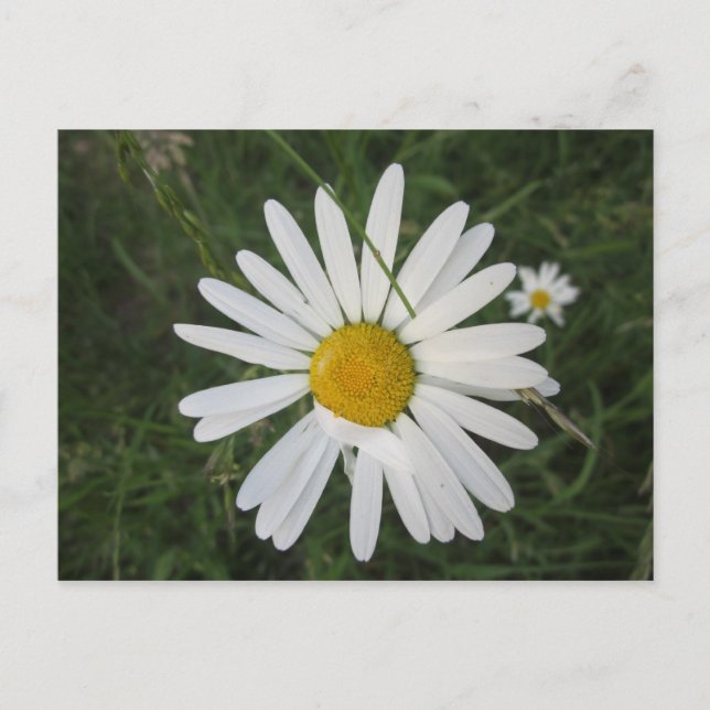 Postal Schüchterne Margarithe (Anverso)