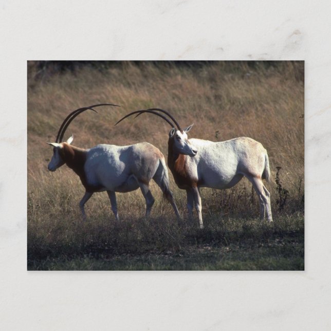 Postal Scimitar-Horned Oryx (Anverso)