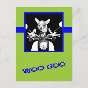 Postal Scooter Chihuahua