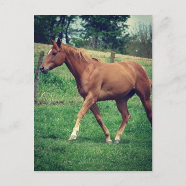 Postal Scotch (Anverso)