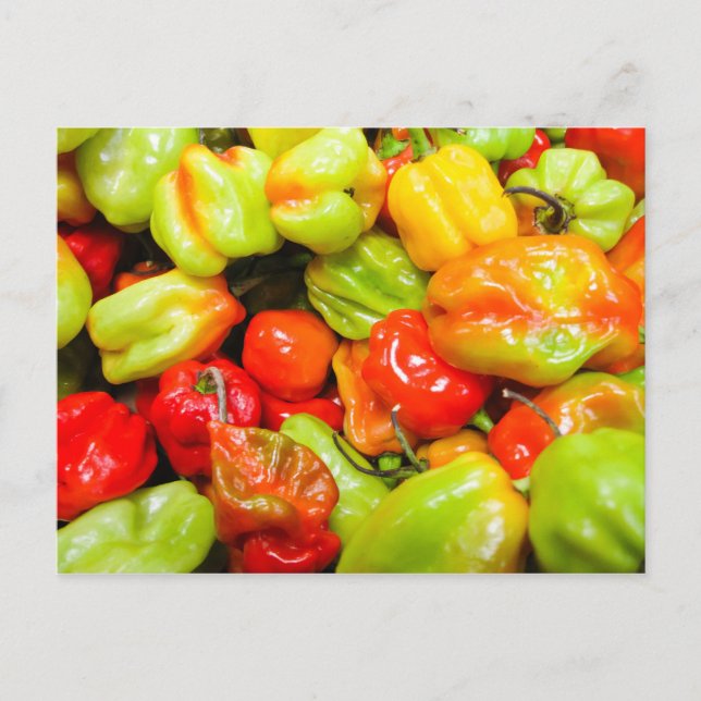 Postal Scotch Bonnet Chili Peppers (Anverso)
