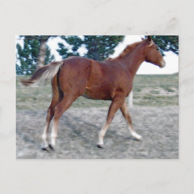 Postal Scotch Boy (Anverso)