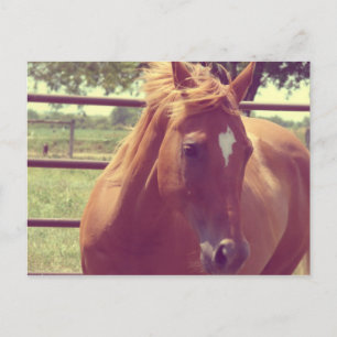 Postal Scotch de enfoque suave