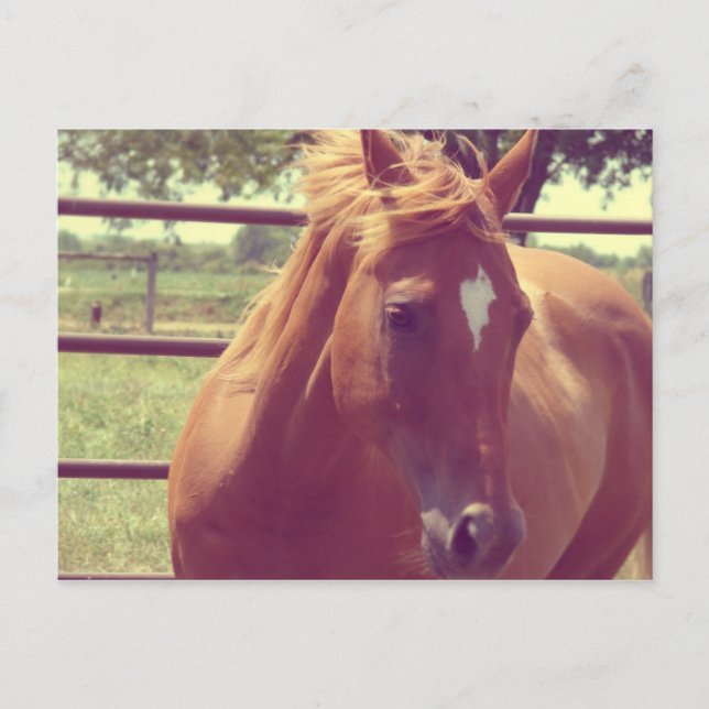 Postal Scotch de enfoque suave (Anverso)