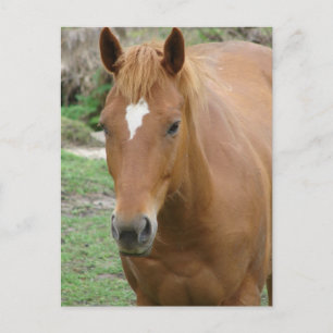 Postal Scotch el caballo