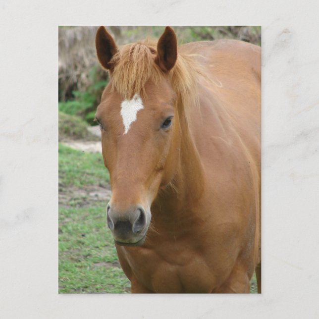 Postal Scotch el caballo (Anverso)