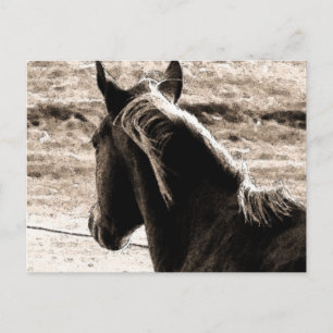 Postal Scotch en tonos marrones