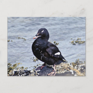 Postal Scoter de ala blanca, Isla Adak