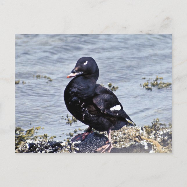 Postal Scoter de ala blanca, Isla Adak (Anverso)