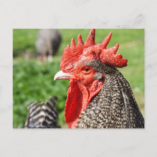 Postal Scots Gray Rooster | Pollo
