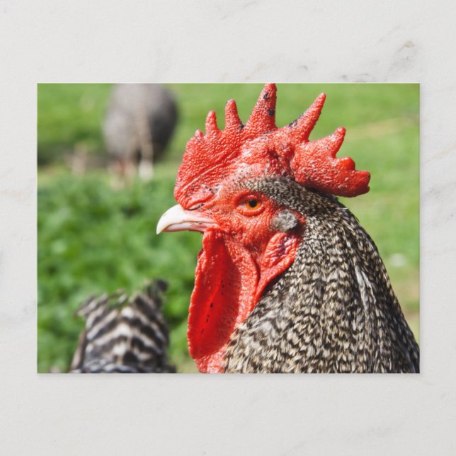 Postal Scots Gray Rooster | Pollo (Anverso)