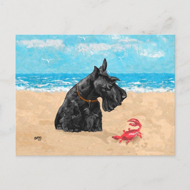 Postal Scottie curioso en la playa (Anverso)
