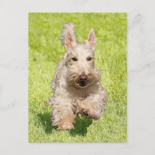 Postal Scottie Trigueño Corriendo Libre