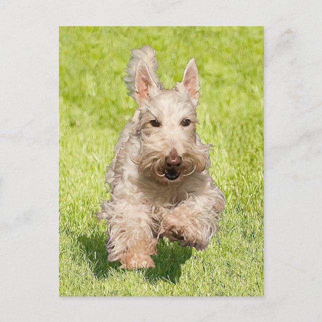 Postal Scottie Trigueño Corriendo Libre (Anverso)