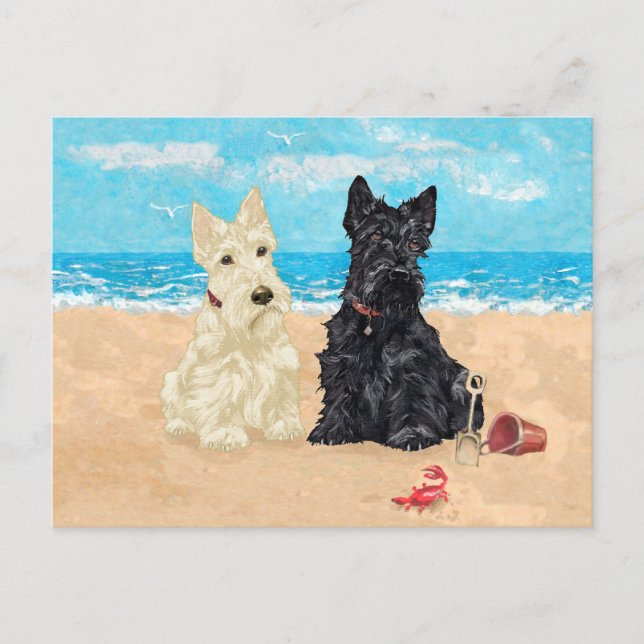 Postal Scotties trigueños y negros en la playa (Anverso)