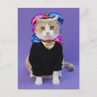 Postal Scottish Fold Jester