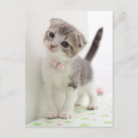 Scottish Fold Kitten