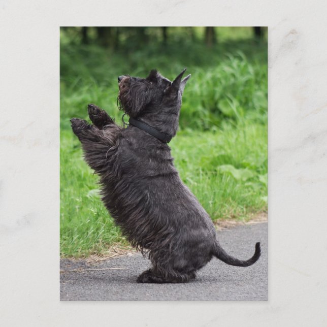 Postal scottish terrier (Anverso)