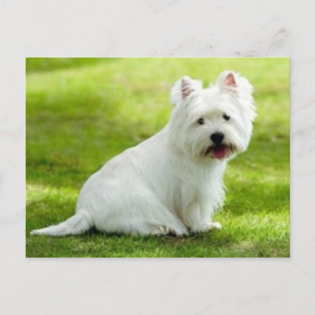 Postal scottish terrier (Anverso)
