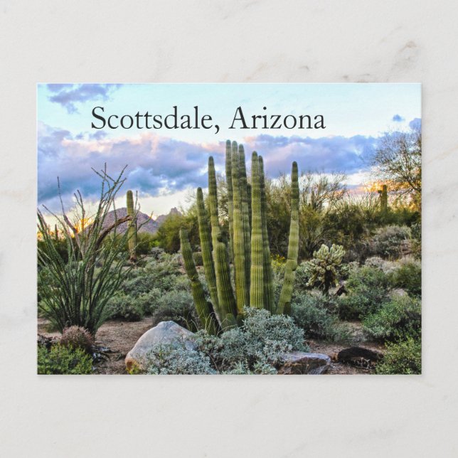 Postal Scottsdale Succulent Sunset (Anverso)