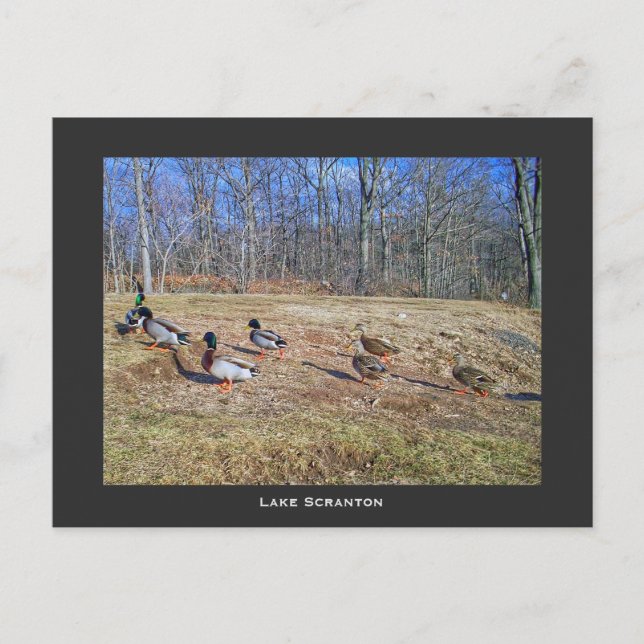 Postal Scranton PA-Lake Scranton Post Card Duck Walk (Anverso)