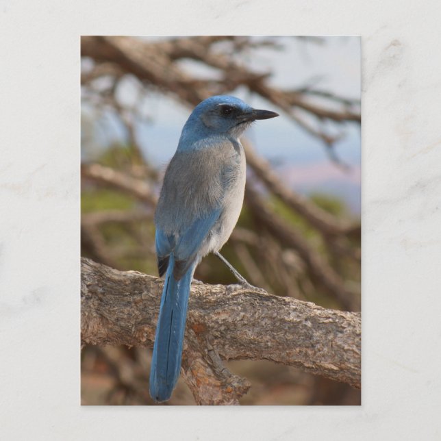 Postal Scrub Jay (Anverso)