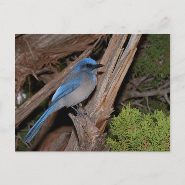 Postal Scrub Jay (Anverso)