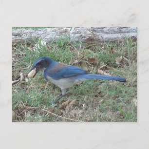 Postal Scrub Jay encuentra un maní