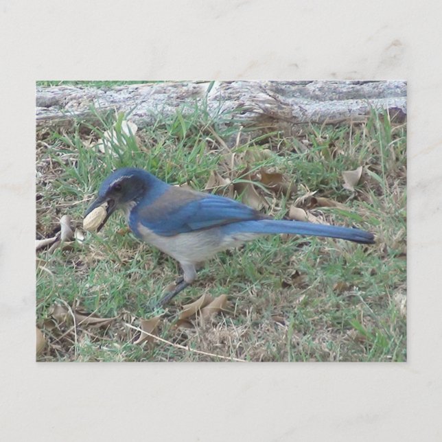 Postal Scrub Jay encuentra un maní (Anverso)
