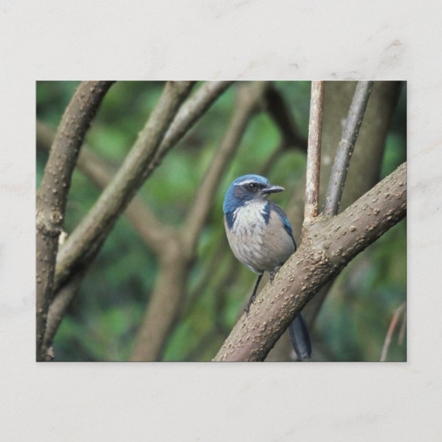 Postal Scrub Jay, occidental (Anverso)