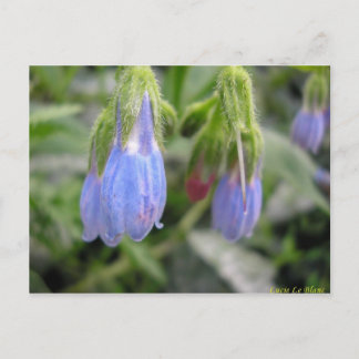 Postal Scutellaire à fleurs latérales