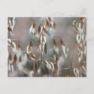 Postal Se Acaban Las Ovejas (Avena Sativa). Ceres, Boland
