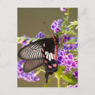 Postal SE Asia, Tailandia, Doi Inthanon, Papilio