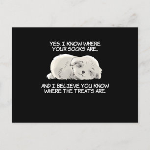 Postal Sé Dónde Están Tus Calcetines Shih Tzu Design